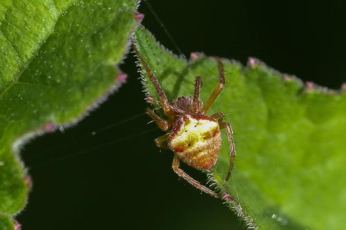 Réf. 298 725 : Araneus (sturmi-triguttatus)